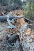A fallen tree with a broken branch and a broken bottle photo