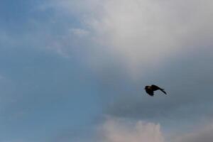 A bird flying in the sky photo