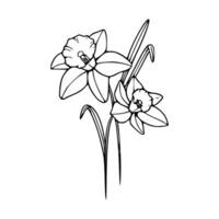 Daffodils coloring page vector