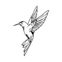 Hummingbird coloring pages vector