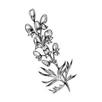 A drawing of a lupine flower vector