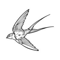 A drawing of a swallow flying in the air vector