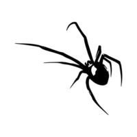 Black widow spider silhouette on white background vector