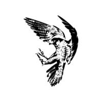 A black and white drawing of an eagle vector