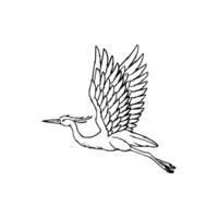 A drawing of a heron flying in the air vector