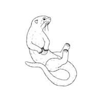An otter is sitting on its back in this drawing vector