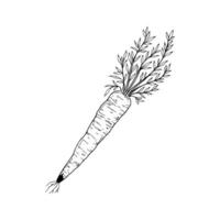 A drawing of a carrot on a white background vector