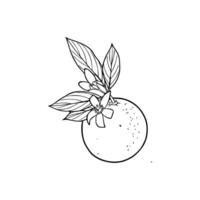 An orange with leaves and flowers is shown in this drawing vector