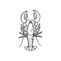 A drawing of a lobster on a white background vector
