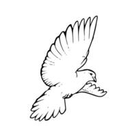 A black and white drawing of a dove flying vector