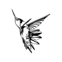 Hummingbird coloring pages vector