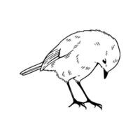 A black and white drawing of a bird vector