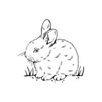 A rabbit coloring page with a black and white drawing vector
