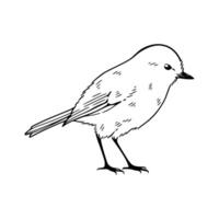 A drawing of a bird on a white background vector