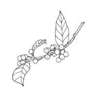 A branch with berries and leaves coloring page vector