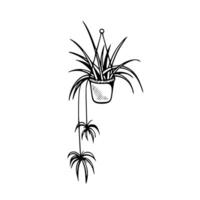 A drawing of a plant hanging from a hook vector