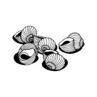 A black and white drawing of shells vector