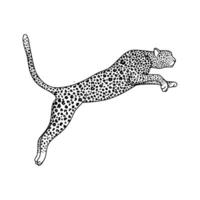 A leopard jumping on a white background vector