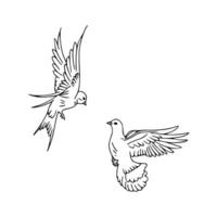 Two doves flying in the air, one with wings spread and the other with its wings folded vector