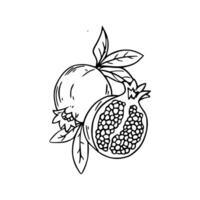 Pomegranate coloring pages vector