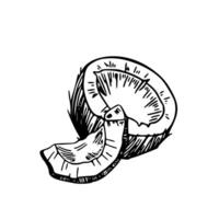 A drawing of a coconut with a slice taken out vector