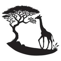 Elegant Silhouette of a Giraffe Grazing Under an Acacia Tree vector