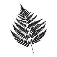 Silhouette of Single Fern Leaf vector