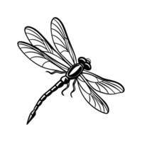 Dragonfly coloring pages vector