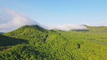 Aerial Flying Landscape on the mountains. Green mountains are covered with morning fog. Fog that covered the top of the mountain video