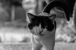 Blurred black and white cat in an aggressive pose photo