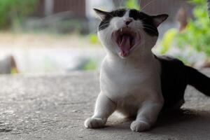 Black and White Cat Posing photo