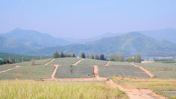 view of the agricultural fields with mountains and the beautiful sky photo