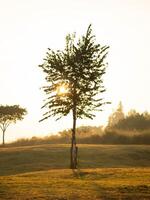 Towering trees at a beautiful sunrise. Silhouette of a large tree standing alone in a meadow in the early. photo