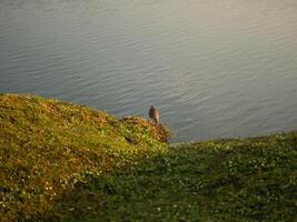 A large bird stands on a rock near a body of water. A bird is looking for food in a riverside park. photo