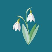 Two snowdrops on a blue background vector