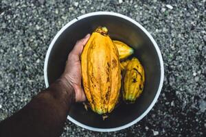 overhead view of a hand holding a fresh ripe cacao fruit. pov of a cacao. photo
