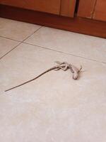 Dead lizard on tiled floor photo