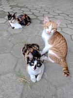 one orange cat and two multi colored cats, Calico and orange tabby sit on a stone tiled surface photo
