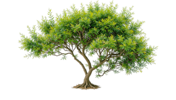 green tree with a dense canopy of foliage, set against a transparent background. png