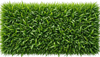 Lush Green Grass Texture for Design Elements on transparent background png