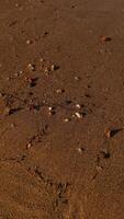 Wet sand with pebbles and seaweed reflecting sunlight on a beach in egypt photo