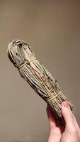 Hand holding dried seagrass bundle tied with raffia from the Egyptian Bedouins in marsa alam, egypt photo