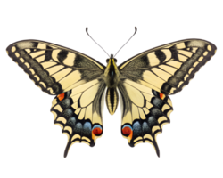 Front view, Swallowtail Butterfly is spreading its wings and flying isolated on a transparent background png