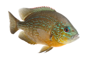 A giant sunfish, swimming. Isolated on a transparent background png
