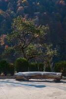 a green tree, a bench from a dry trunk on the background of an autumn forest in the mountains, peace and balance photo