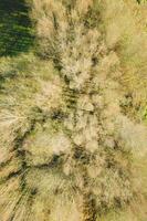 overhead drone aerial view of the canopy of a deciduous forest in winter photo