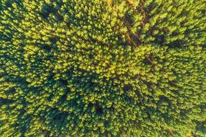 texture of the tree canopy in a pine forest, aerial view with a drone at sunset, ecology background concept photo