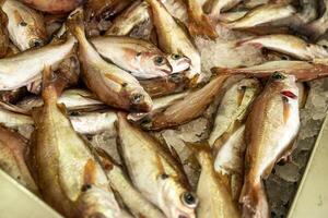 freshly caught pout in a box with ice at a fish market near the harbor, Trisopterus luscus photo