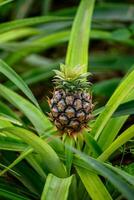 pineapple ripening on a plantation, background for tropical fruit concept photo