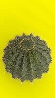 Cactus Plant with green background 1 photo